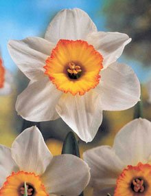 It's called the Flower Drift daffodil and it has been selected=