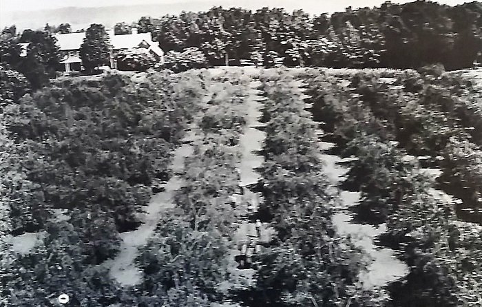 Samuel Owens Peach Orchards Basking Ridge