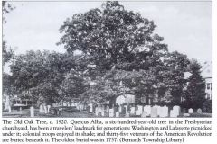 The Bernards Township Oak tree c.1920