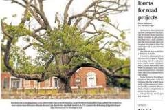 The last days of the great white oak tree in Basking Ridge