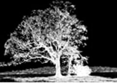 The Tale of Jersey's Devil Tree