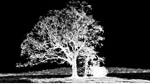 The Devil Tree by Mr. Local History