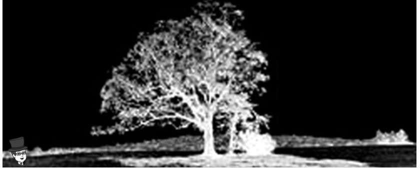 The Devil Tree by Mr. Local History