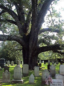 Basking Ridge Oak Tree - Mr Local History