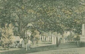 Basking Ridge Oak Tree c1909