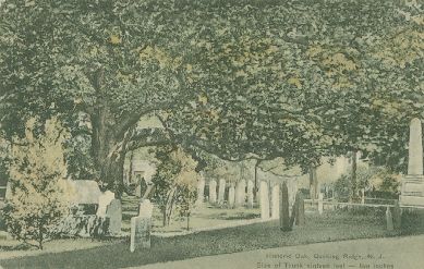 Basking Ridge Oak Tree c1909