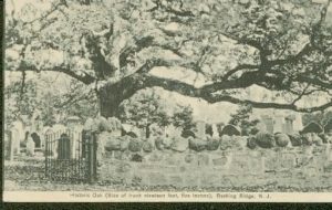 Basking Ridge Oak Tree c1912