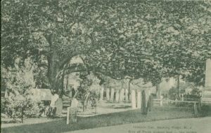 Basking Ridge Oak Tree c.1912