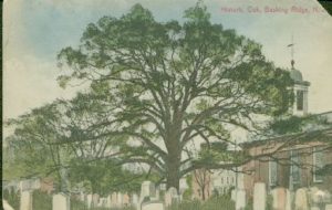 Basking Ridge Oak Tree c1914
