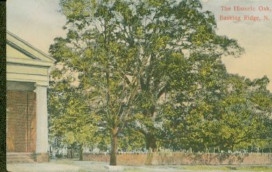 The tree that honored Basking Ridge for over 600 years