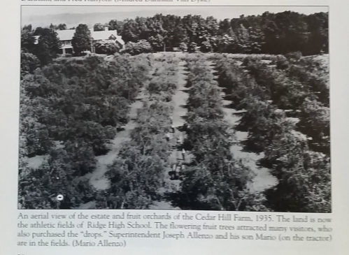 Samuel Owen's Peach Orchards c1935