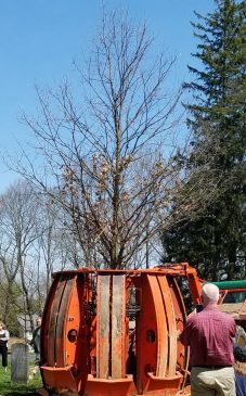 April 17, 2017 - life comes full circle with the offspring of the Basking Ridge Oak Tree