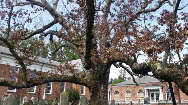The Basking Ridge Oak Tree c2016