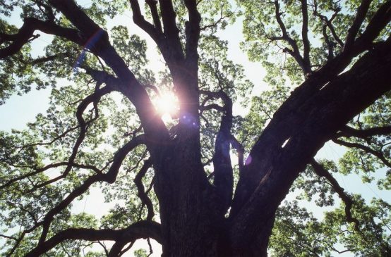 Basking-Ridge-Oak-Tree-Mark-Albright-1985