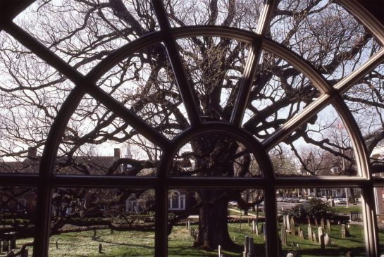 Basking-Ridge-Oak-Tree-Mark-Albright-1985