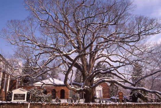 Basking-Ridge-Oak-Tree-Mark-Albright-1989