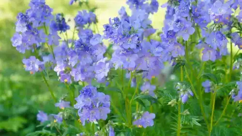 Peapack has a Jacobs Ladder too!