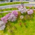 Cherry Blossoms at Newark's Branch Brook Park