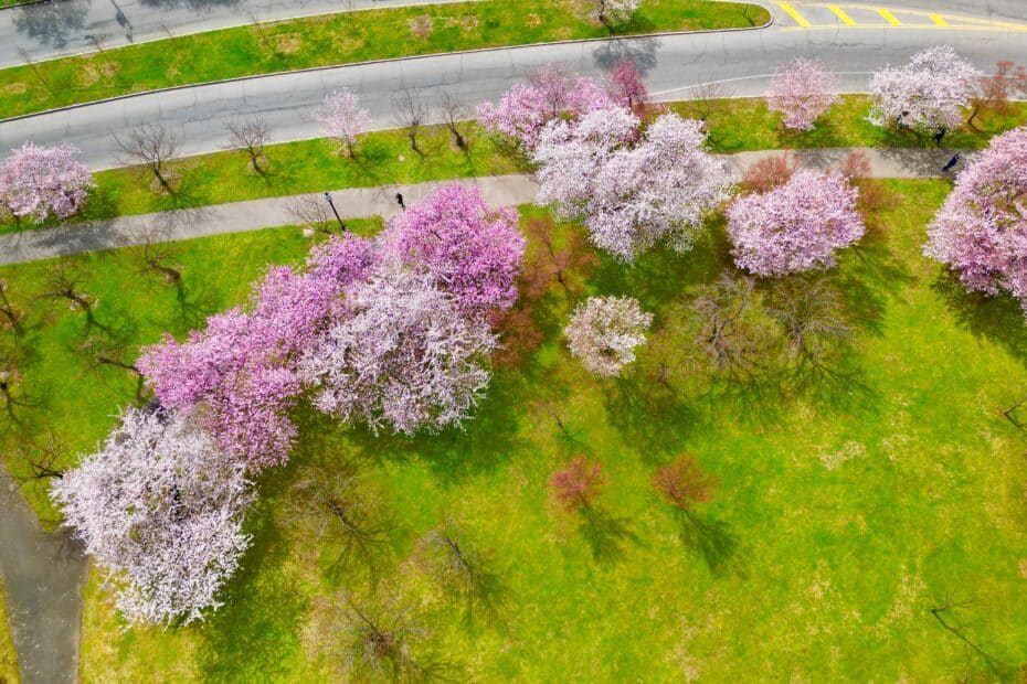 Cherry Blossoms at Newark's Branch Brook Park