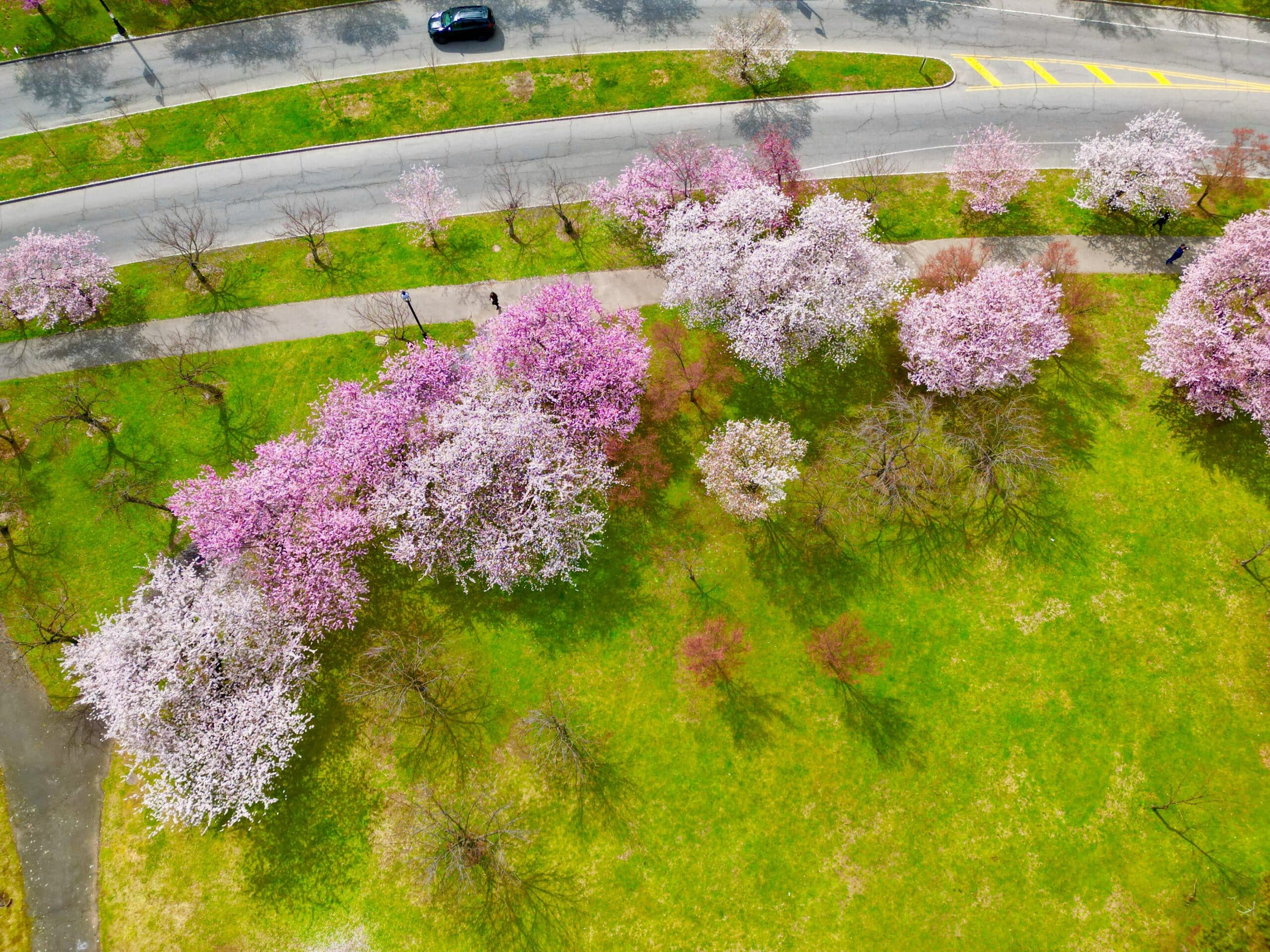 Cherry Blossoms at Newark's Branch Brook Park