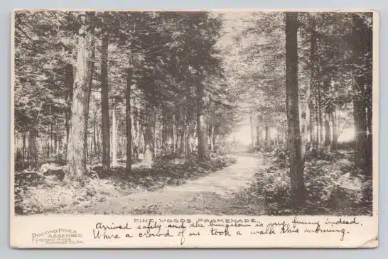 Pine Woods Promenade Pennsylvania 1907 Pocono Pines Assembly Postcard