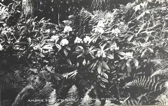 Poconos Postcard Collection - Mr Local History Project